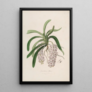 John Lindley - Sertum orchidaceum A wreath of the most beautiful orchidaceous flowers Pl47.webp