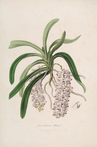 John Lindley - Sertum orchidaceum A wreath of the most beautiful orchidaceous flowers Pl47.webp