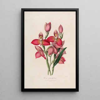 John Lindley - Sertum orchidaceum A wreath of the most beautiful orchidaceous flowers Pl49.webp