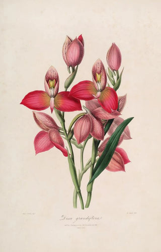 John Lindley - Sertum orchidaceum A wreath of the most beautiful orchidaceous flowers Pl49.webp