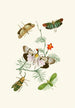 Das Cabinet d'entomologie orientale Pl IV - John Obadiah Westwood — Ansicht des Kunstwerks