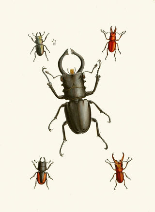 John Obadiah Westwood - The cabinet of oriental entomology Pl IX.webp