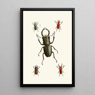 John Obadiah Westwood - The cabinet of oriental entomology Pl IX.webp