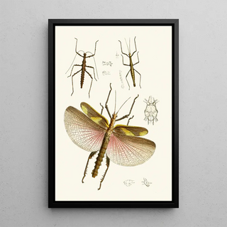 John Obadiah Westwood - The cabinet of oriental entomology Pl VIII.webp