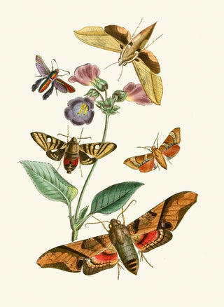 John Obadiah Westwood - The cabinet of oriental entomology Pl VII.webp