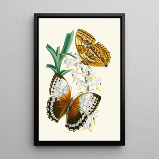 John Obadiah Westwood - The cabinet of oriental entomology Pl V.webp