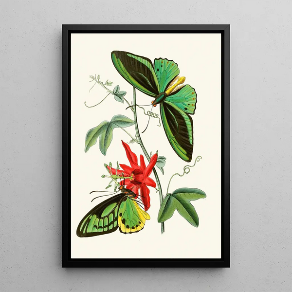 John Obadiah Westwood - The cabinet of oriental entomology Pl XII.webp
