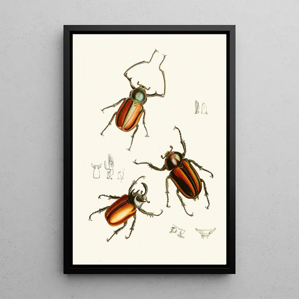 John Obadiah Westwood - The cabinet of oriental entomology Pl XIV.webp