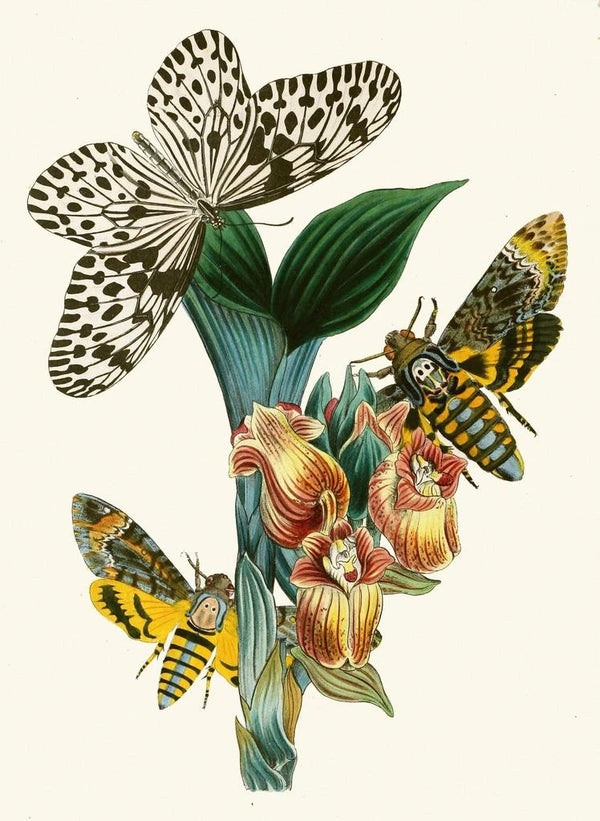 John Obadiah Westwood - The cabinet of oriental entomology Pl XLI.webp