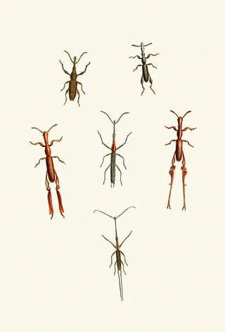 John Obadiah Westwood - The cabinet of oriental entomology Pl XVI.webp
