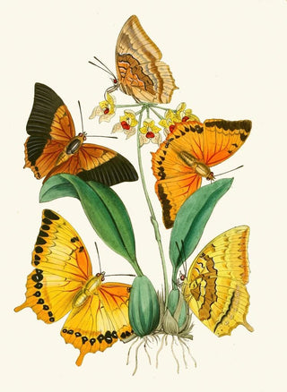 John Obadiah Westwood - The cabinet of oriental entomology Pl XXII.webp