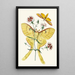 Le cabinet d'entomologie orientale Pl XXIII - John Obadiah Westwood — quadro incorniciato alla parete