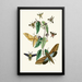 Le cabinet d'entomologie orientale Pl XXXI - John Obadiah Westwood — quadro incorniciato alla parete