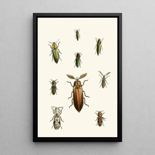 John Obadiah Westwood - The cabinet of oriental entomology Pl XXXVI.webp