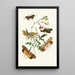 Le cabinet d'entomologie orientale Pl XXXVII - John Obadiah Westwood — gerahmtes Bild an der Wand