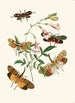 Le cabinet d'entomologie orientale Pl XXXVII - John Obadiah Westwood — Ansicht des Kunstwerks