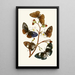 Das Cabinet d'entomologie orientale X - John Obadiah Westwood — gerahmtes Bild an der Wand