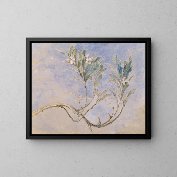 Studio di un ramo di mirto - John Ruskin — quadro incorniciato alla parete