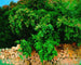 Holz des Stechpalmen, Mallorca - John Singer Sargent — Ansicht des Kunstwerks