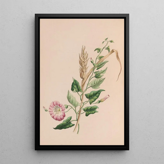 John Stevens Henslow - Geranium.webp