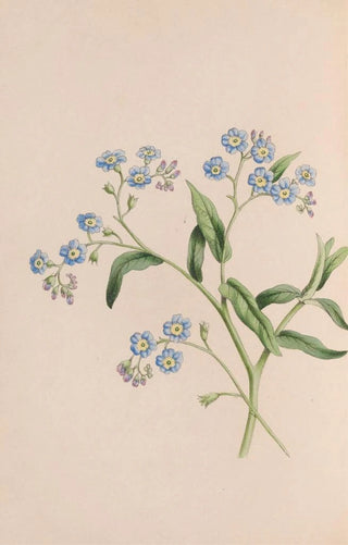 John Stevens Henslow - Grass.webp