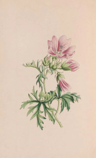 John Stevens Henslow - Small Blndweed Or Field Convolvulus.webp