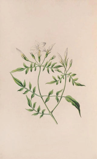 John Stevens Henslow - Strawberry Tree.webp