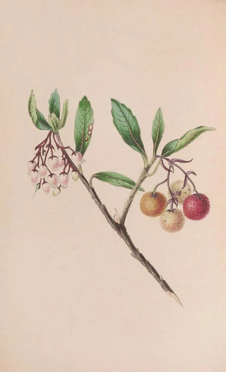 John Stevens Henslow - Yew.webp