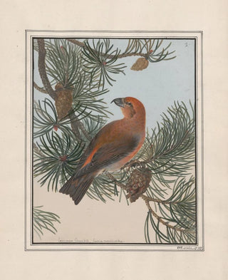 John William Lewin - Original watercolour drawings of birds and eggs Pl01.webp