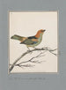 original watercolor drawings of birds and eggs Pl02 - John William Lewin — artwork view