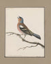 original watercolor drawings of birds and eggs Pl06 - John William Lewin — artwork view