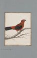 original watercolor drawings of birds and eggs Pl09 - John William Lewin — artwork view