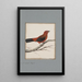 original watercolor drawings of birds and eggs Pl09 - John William Lewin — framed artwork on a wall