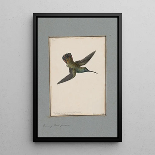 John William Lewin - Original watercolour drawings of birds and eggs Pl14.webp