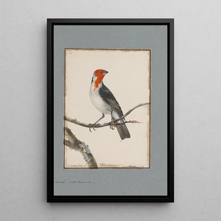 John William Lewin - Original watercolour drawings of birds and eggs Pl20.webp