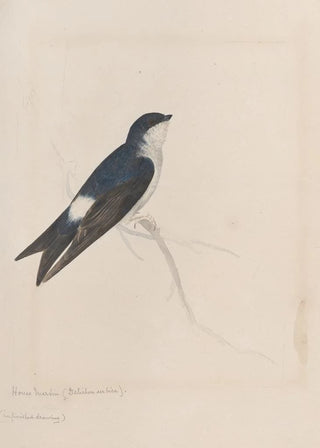 John William Lewin - Original watercolour drawings of birds and eggs Pl34.webp