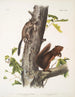 Sciurus Fremonsii Eichhörnchen von Fremont Natürliche Größe 2 Sciurus fuliginosus Schleiereule Natürliche Größe - John Woodhouse Audubon — Ansicht des Kunstwerks