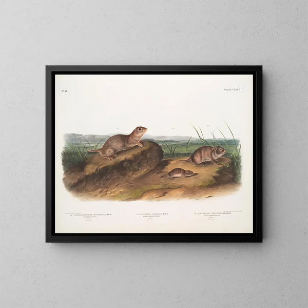 John Woodhouse Audubon — gerahmtes Bild an der Wand