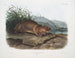 Aplodontie leporine, le Sewellel, taille naturelle - John Woodhouse Audubon — Ansicht des Kunstwerks