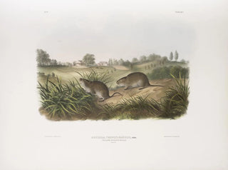 John Woodhouse Audubon - Arvicola Pennsylvanicus Wilsons Meadow Mouse Natural size.webp