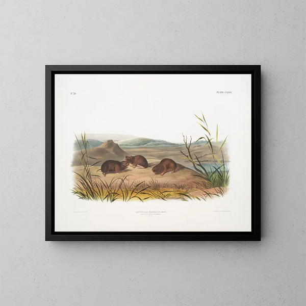 Schneeleopard in Originalgröße - John Woodhouse Audubon — gerahmtes Bild an der Wand