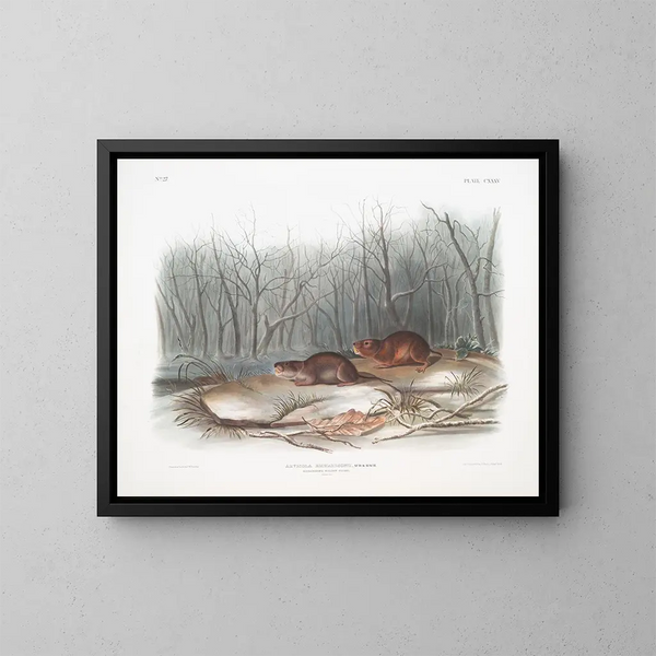 Feldmäuse der Prärie von Richardson in Originalgröße - John Woodhouse Audubon — gerahmtes Bild an der Wand