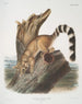 Bassaris astuta Bassaris à queue annelée Mâle de taille naturelle - John Woodhouse Audubon — Ansicht des Kunstwerks