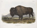 Bison americano maschio - John Woodhouse Audubon — vista dell’opera