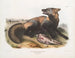 Renard croisé americano - John Woodhouse Audubon — vista dell’opera