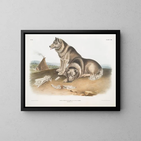 Hund Eskimo - John Woodhouse Audubon — gerahmtes Bild an der Wand