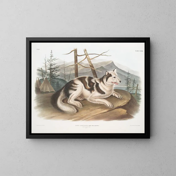 Hund domestique männlich von Indien - John Woodhouse Audubon — gerahmtes Bild an der Wand