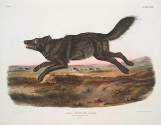 John Woodhouse Audubon - Canis lupus Black American Wolf Male.webp