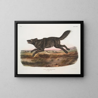 John Woodhouse Audubon - Canis lupus Black American Wolf Male.webp