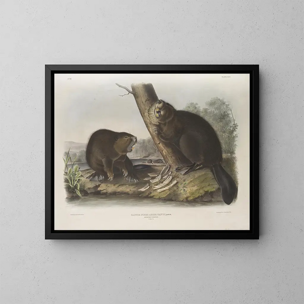 Castor américain - John Woodhouse Audubon — gerahmtes Bild an der Wand
